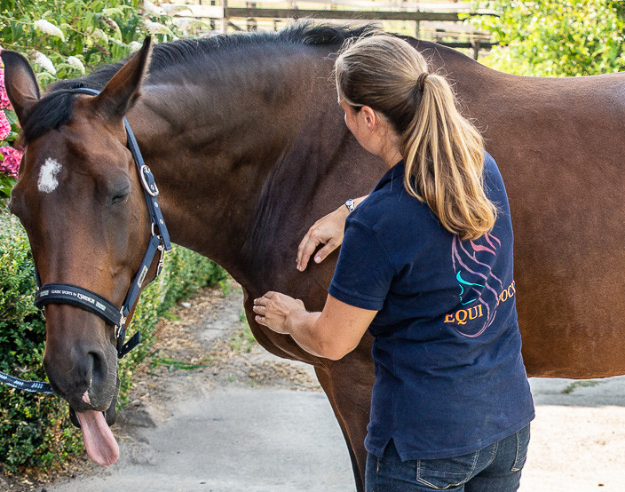 paarden massage cursus